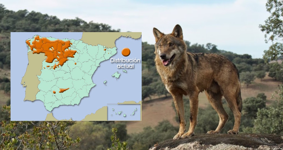 Distribución y hábitats del Lobo Ibérico. – El Lobo Ibérico: Canis lupus  signatus